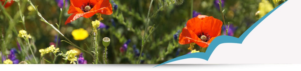 Hier blüht uns was!